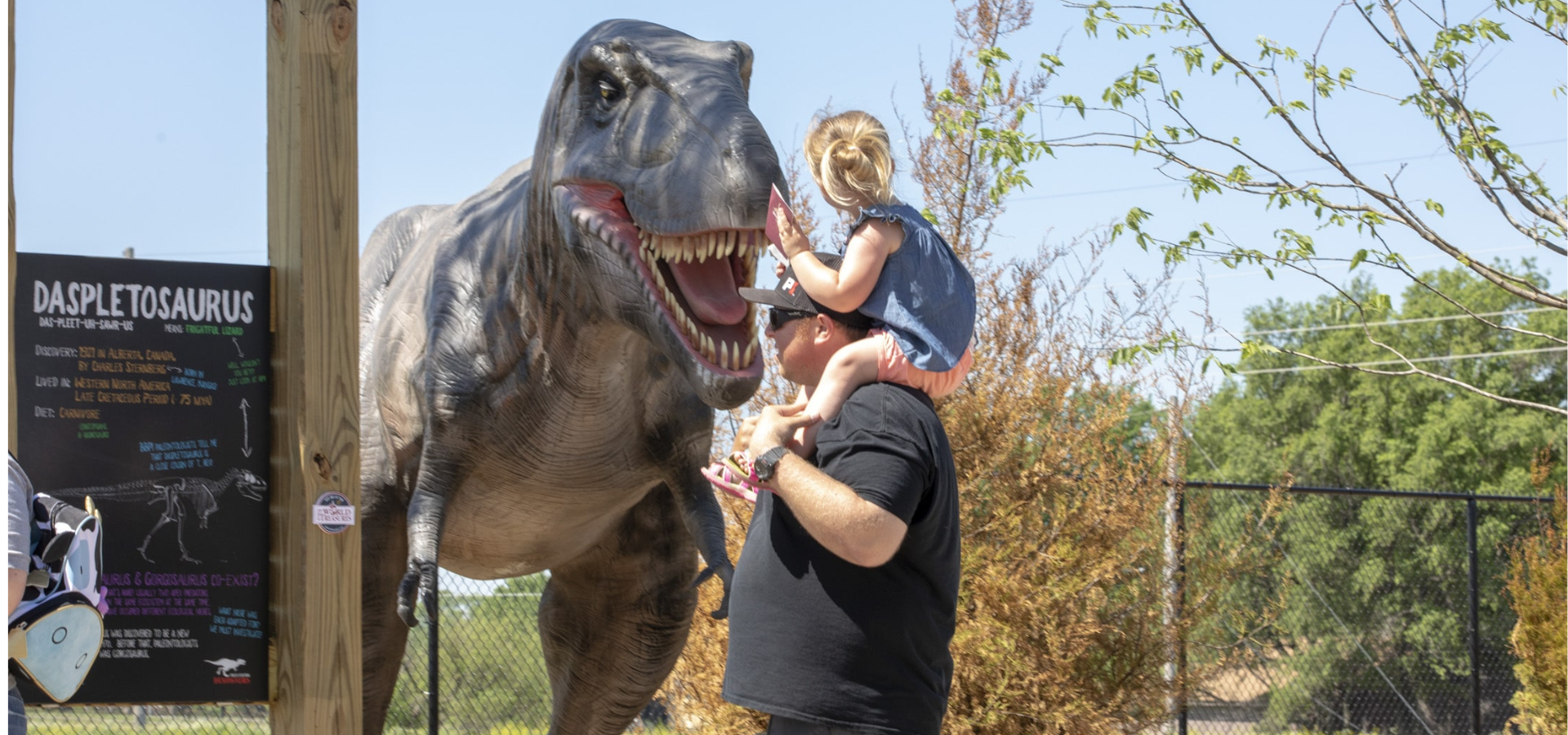 Face to face with Daspletosaurus